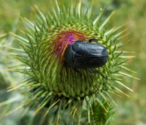 Réf. 167 158 : Aethiessa albocincta merkli