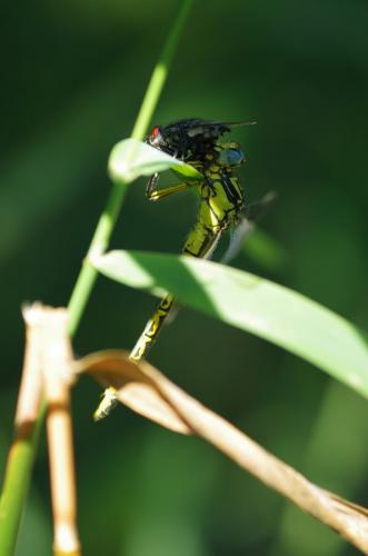 Réf. 167 317 : Gomphus graslinii