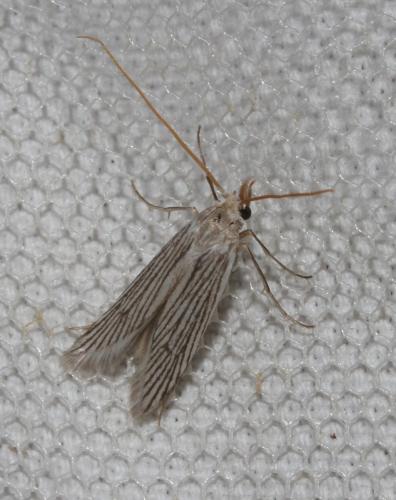 Pterolonche inspersa