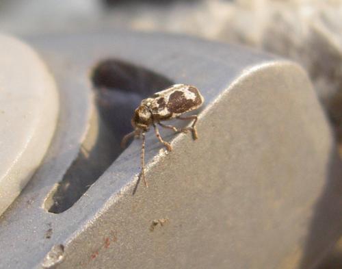 Ptinomorphus imperialis