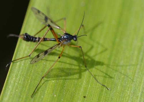 Ptychoptera contaminata