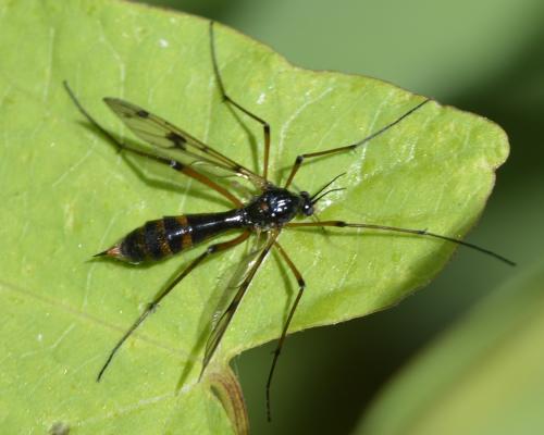 Ptychoptera contaminata