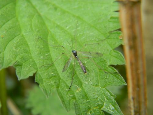 Ptychoptera albimana
