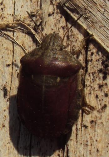 Eurygaster testudinaria