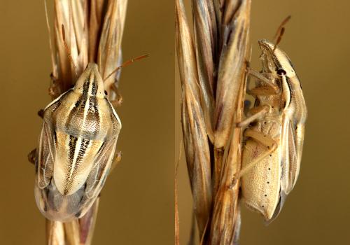 Réf. 167 099 : Aelia rostrata rostrata