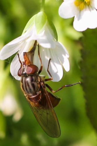 Réf. 167 208 : Rhingia campestris