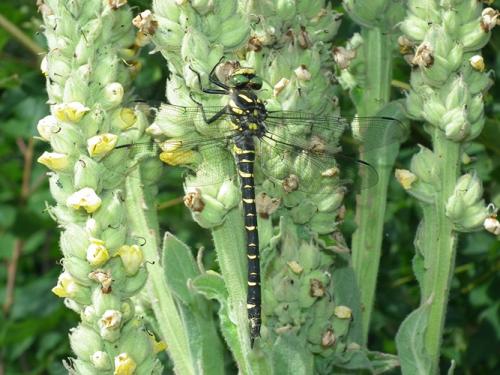 Cordulegaster boltonii
