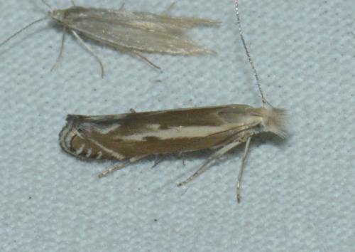 Isophrictis lineatellus