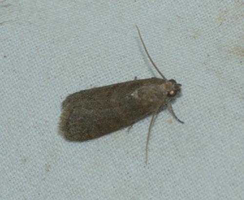 Assara conicolella