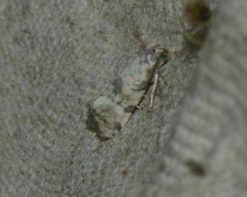 Réf. 167 466 : Cochylis pallidana