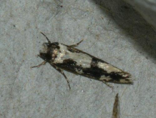 Réf. 167 470 : Neurothaumasia ankerella