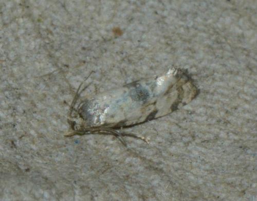 Réf. 167 786 : Cochylis pallidana