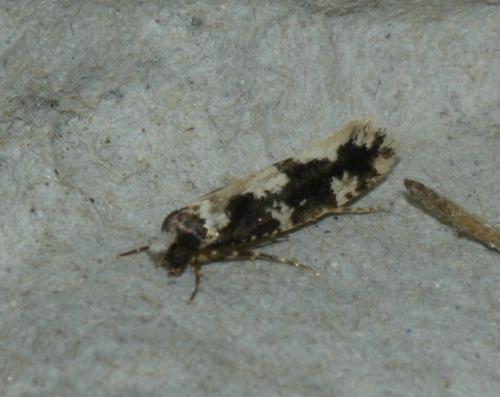 Réf. 167 469 : Neurothaumasia ankerella