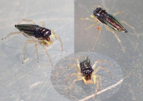 Réf. 167 796 : Phintella sp.