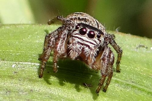 Réf. 167 155 : Evarcha arcuata