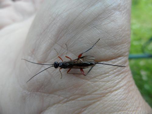 Helcon sp.