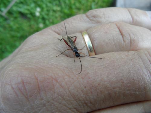 Helcon sp.