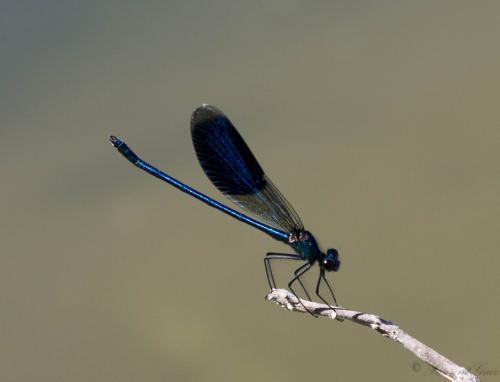 Calopteryx splendens