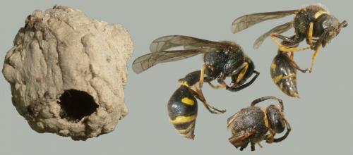 Eumenes sp.