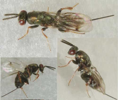 Toryminae