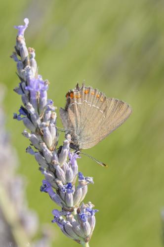 Réf. 167 271 : Satyrium esculi