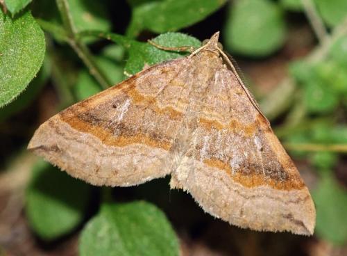 Réf. 167 773 : Scotopteryx chenopodiata