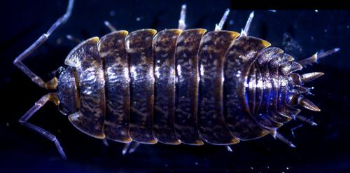 Porcellio sp.