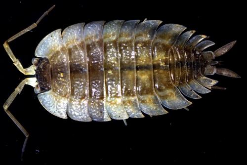 Porcellio sp.