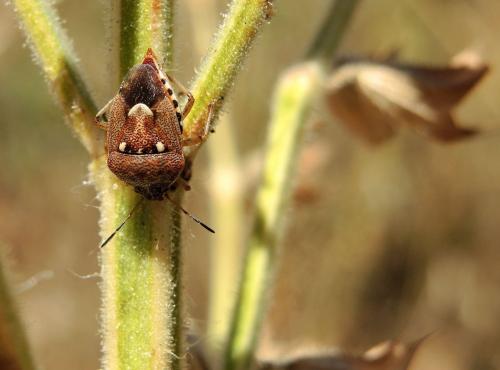 Stagonomus amoenus