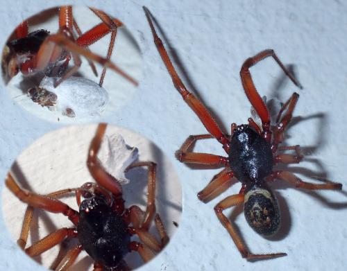 Réf. 167 497 : Steatoda nobilis