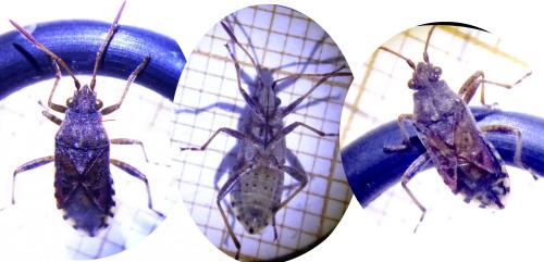 Stictopleurus sp.