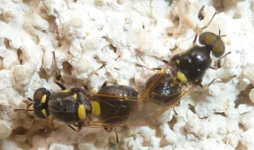 Oxycera leonina