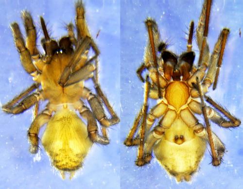 Réf. 167 902 : Eratigena fuesslini