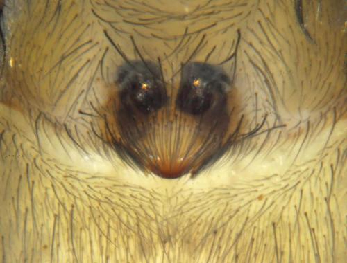 Réf. 167 913 : Eratigena fuesslini