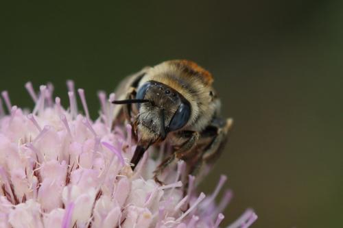 Réf. 167 028 : Tetraloniella strigata
