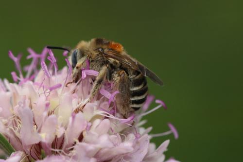 Réf. 167 029 : Tetraloniella strigata