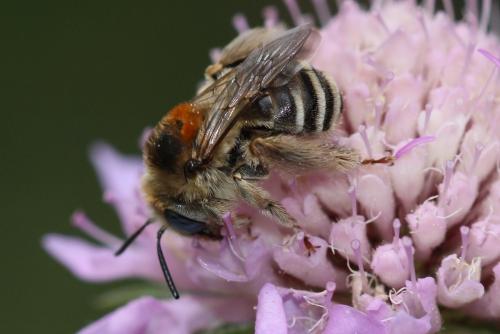 Réf. 167 030 : Tetraloniella strigata