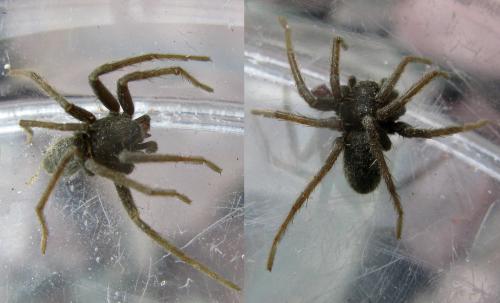 Thanatus firmetorum