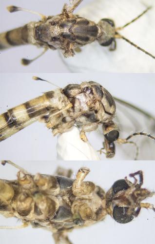 Tipula zonaria