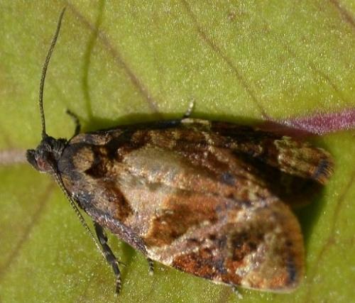 Réf. 167 377 : Ditula angustiorana
