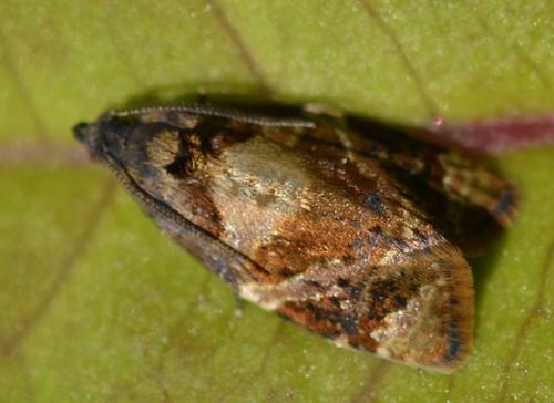 Réf. 167 378 : Ditula angustiorana