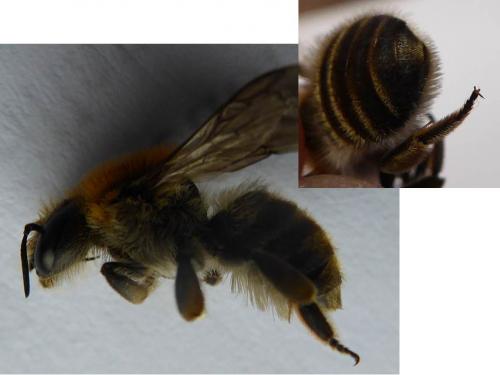 Trachusa byssina