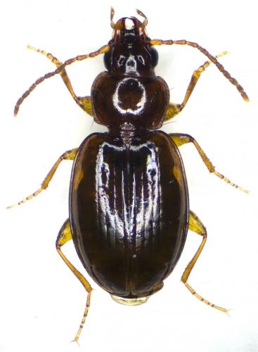 Réf. 167 820 : Trechus obtusus