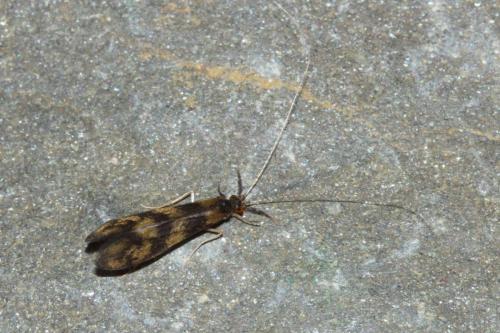 Mystacides longicornis
