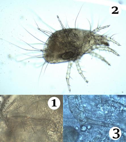 Tyrophagus savasi
