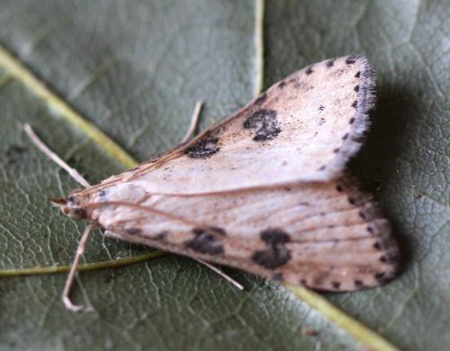 Udea costalis