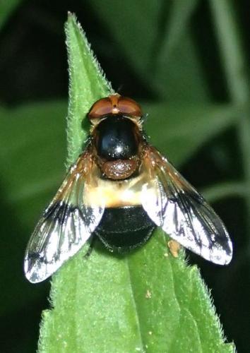 Volucella pellucens