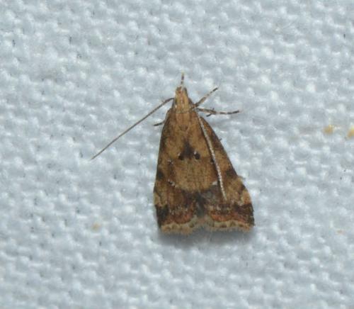 Brachmia blandella
