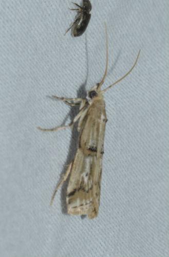 Réf. 167 359 : Pempelia genistella