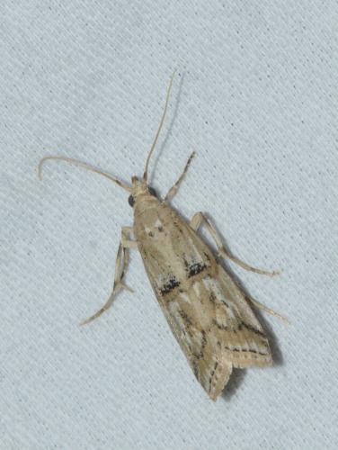 Réf. 167 358 : Pempelia genistella